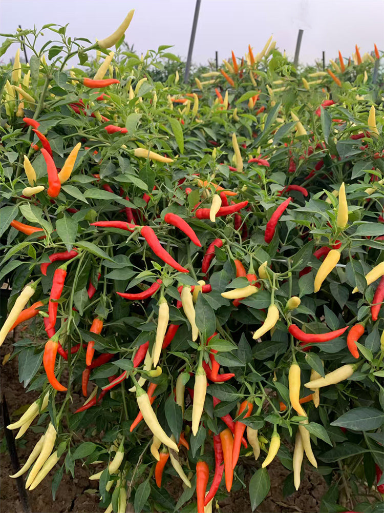 Yanjiao 528 Facing Heaven Peppers