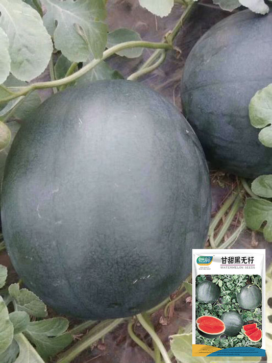 'Obsidian Sweet' Seedless Watermelon