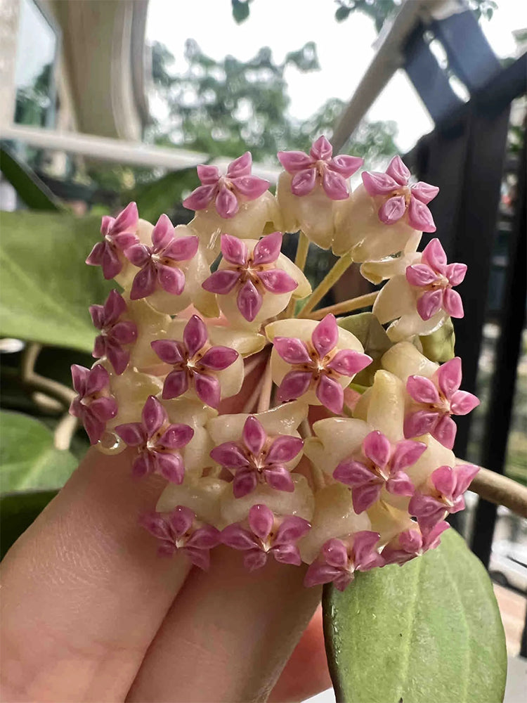 Hoya icensis Unrooted Stem Cuttings