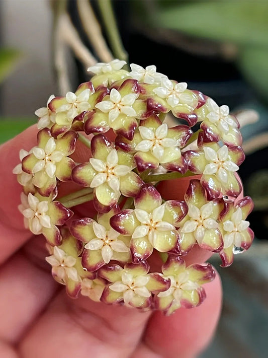 Hoya finlaysonii 'Nova' Unrooted Stem Cuttings