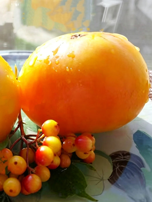 1040 Snowflake Beefsteak Tomato