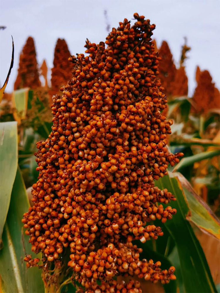Disease-resistant No.4 Red Sorghum Hybrid
