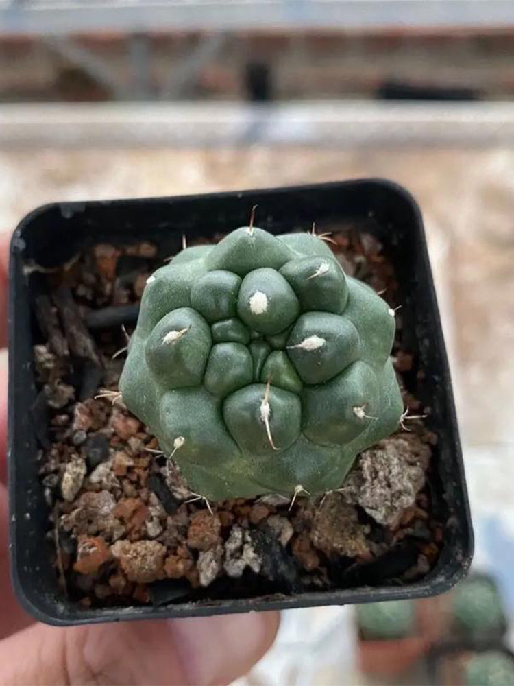 Coryphantha elephantidens cv. inermis