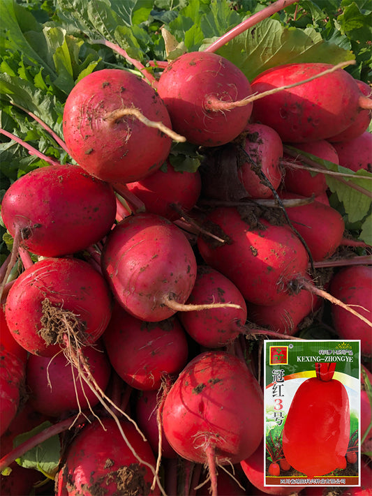 'Guanhong No.3' Radish