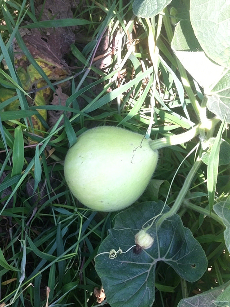Edible Bottle Gourd