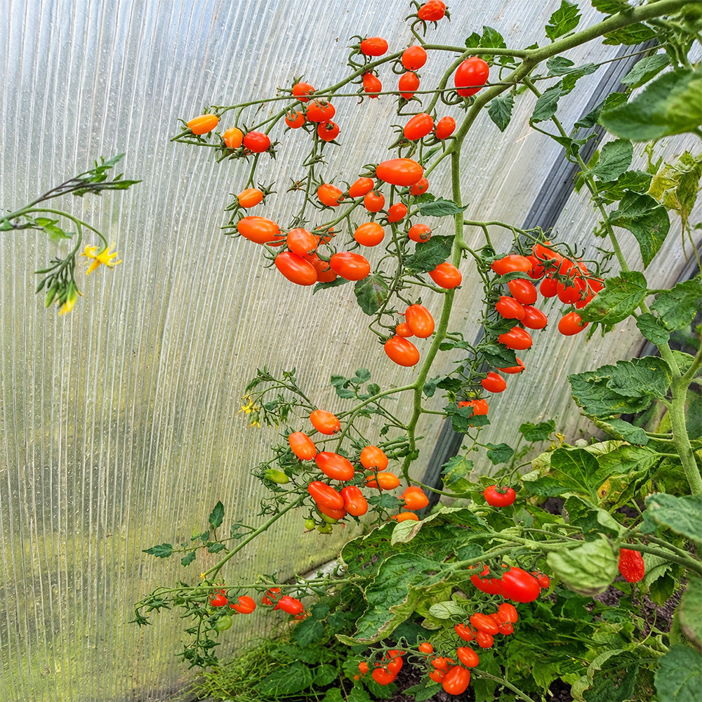 165 Orange Fountain Tomato
