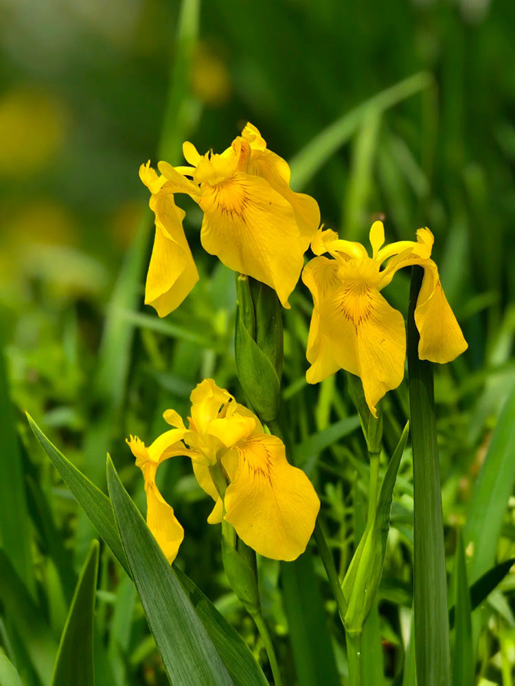 Yellow Flag Iris