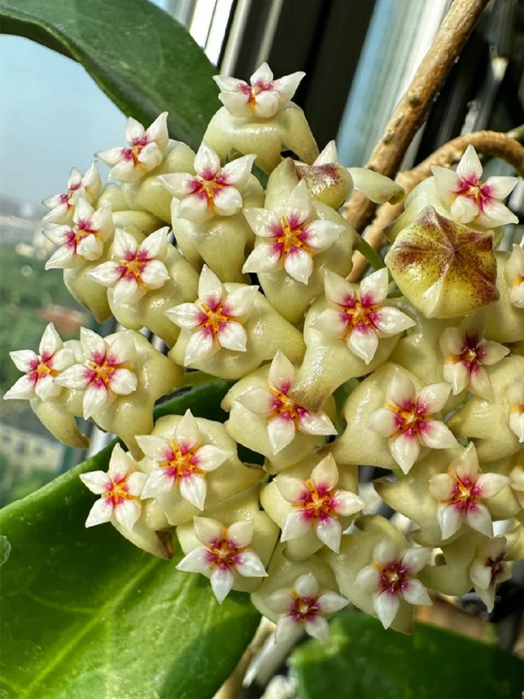 Whorled Wax Plant Stem Cuttings