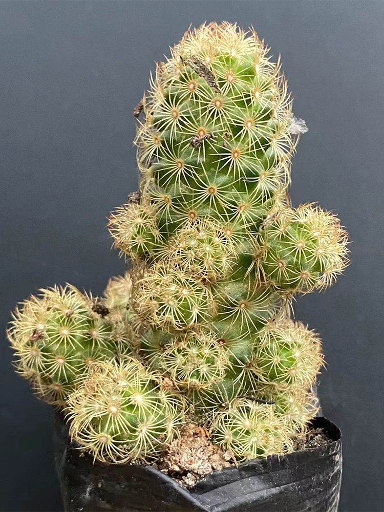 Mammillaria gracilis