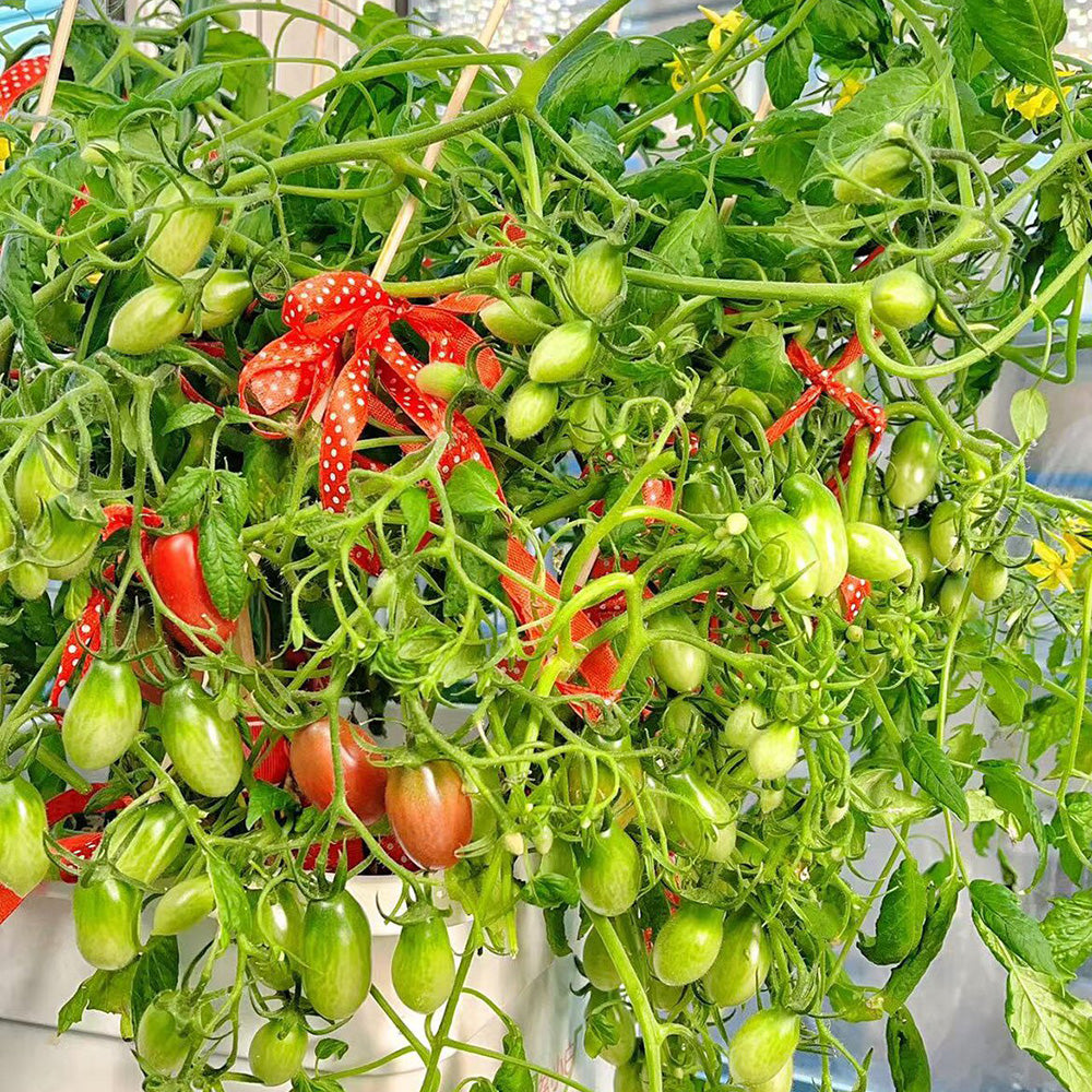 606 Eden No. 3 Dwarf Cherry Tomato