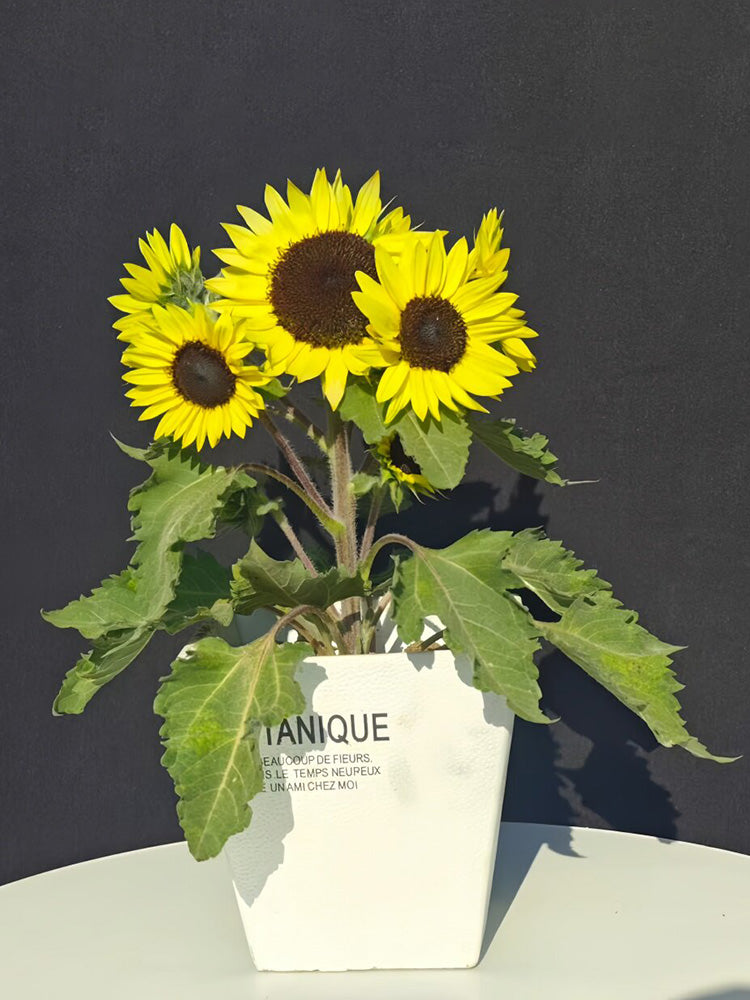 Duotou Nuanyang Sunflower