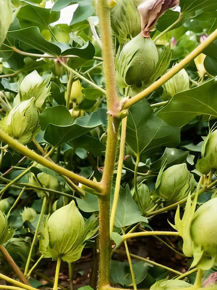 Baimian No.1 Cotton