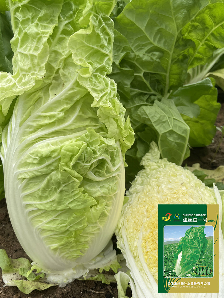 Jinsi White No. 1 Pak Choi