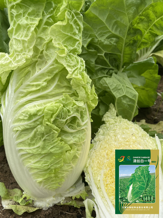 Jinsi White No. 1 Pak Choi