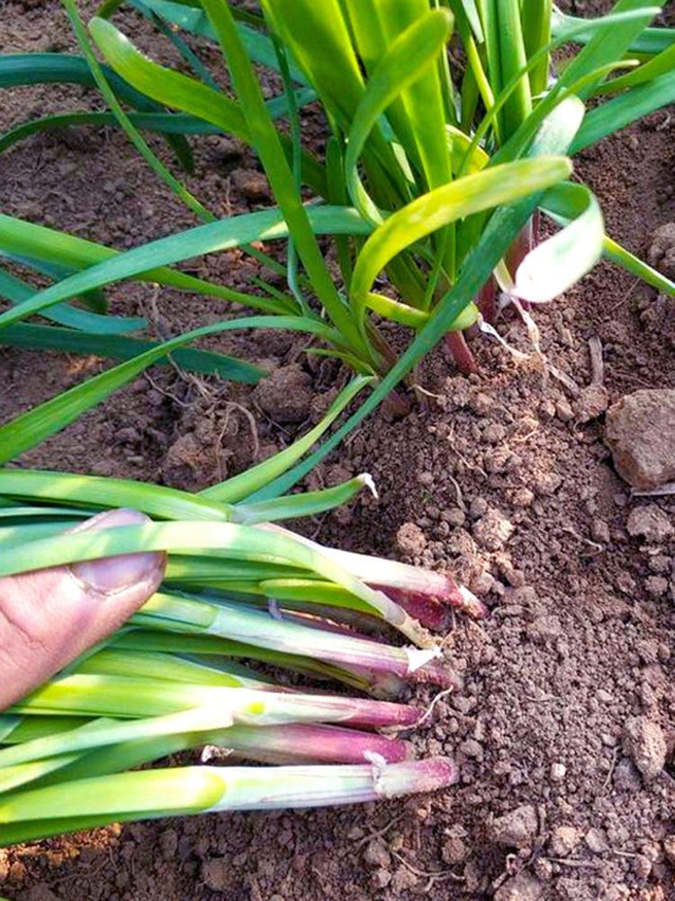 Dugen Red Chinese Chives