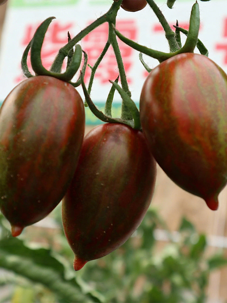 Zixia Tomato