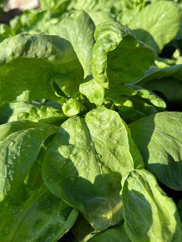 Large-Leaf Chrysanthemum Greens
