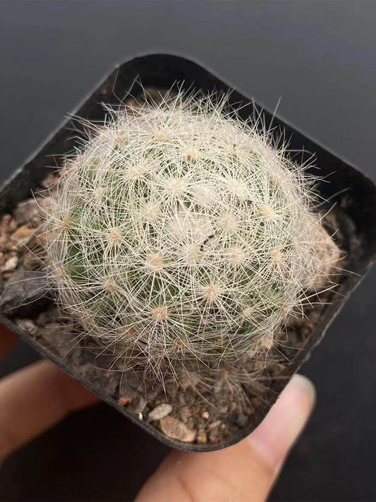 Mammillaria baumii