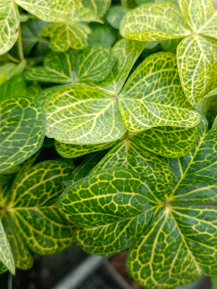 Oxalis corymbosa 'Aureo-reticulata'
