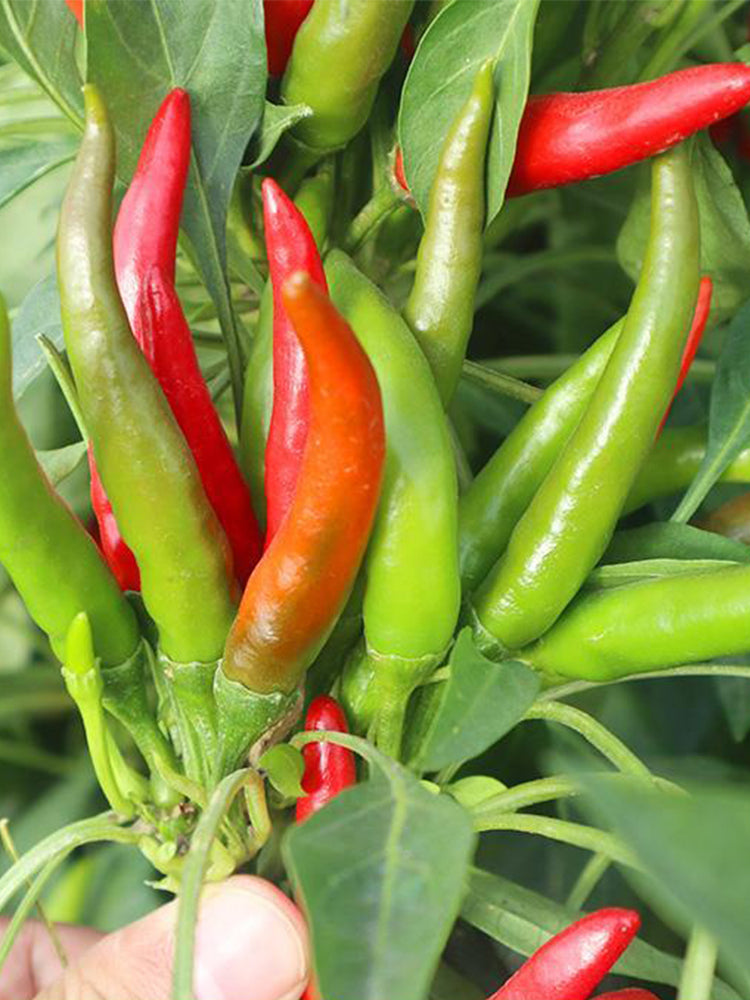 Tasty Upward-Growing Chili Peppers
