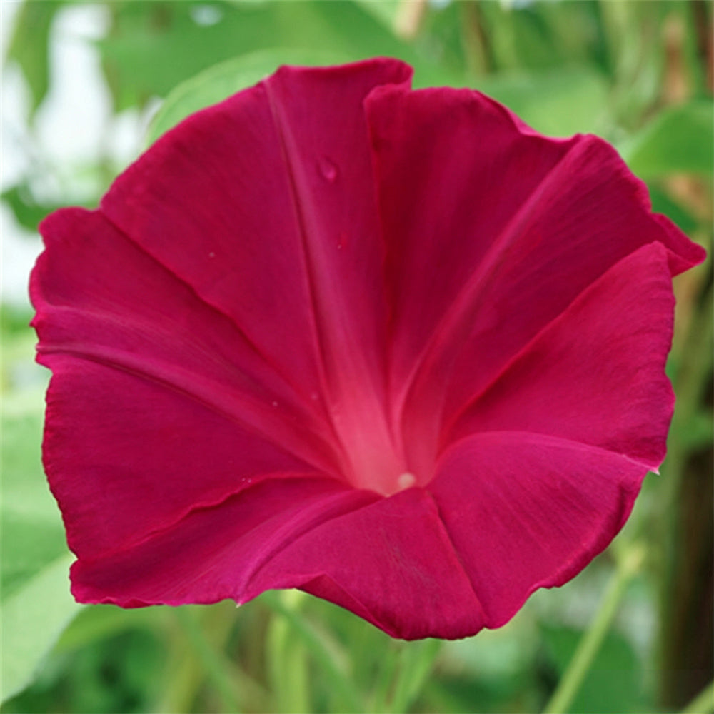 Red Queen Morning Glory