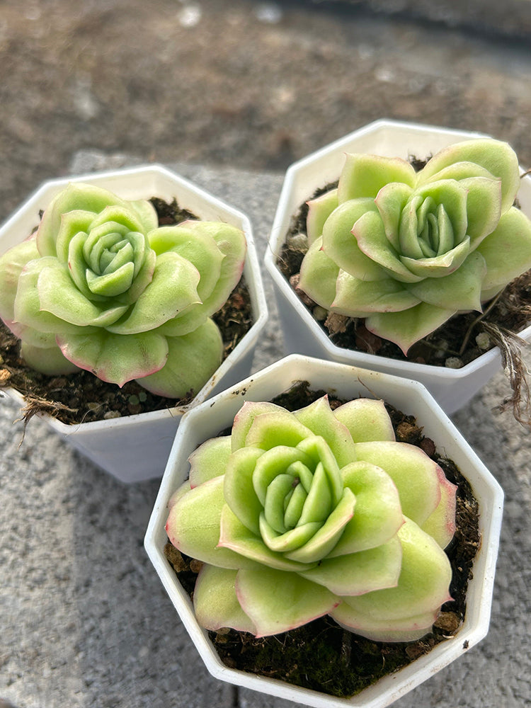 Echeveria 'Pinkola'