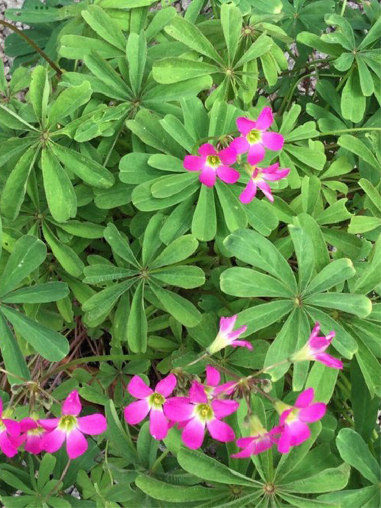 Oxalis lasiandra
