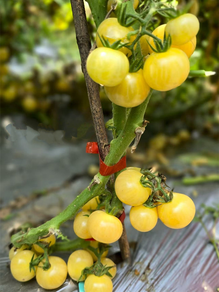 903 Sardinian White Wine Tomato