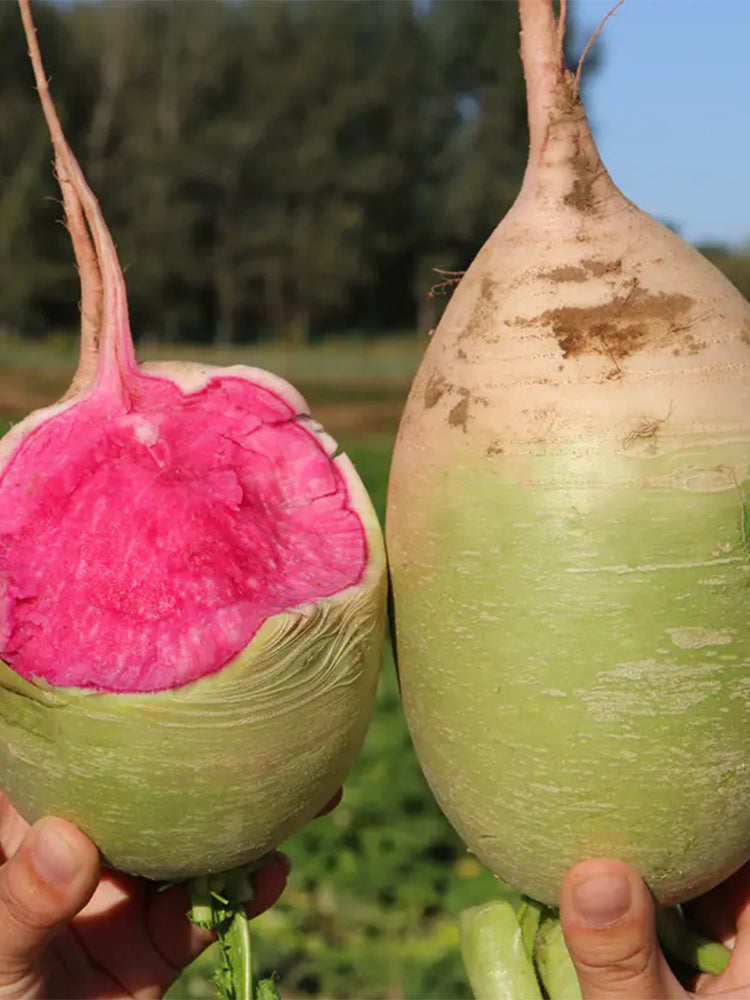 Xinlimei Radish