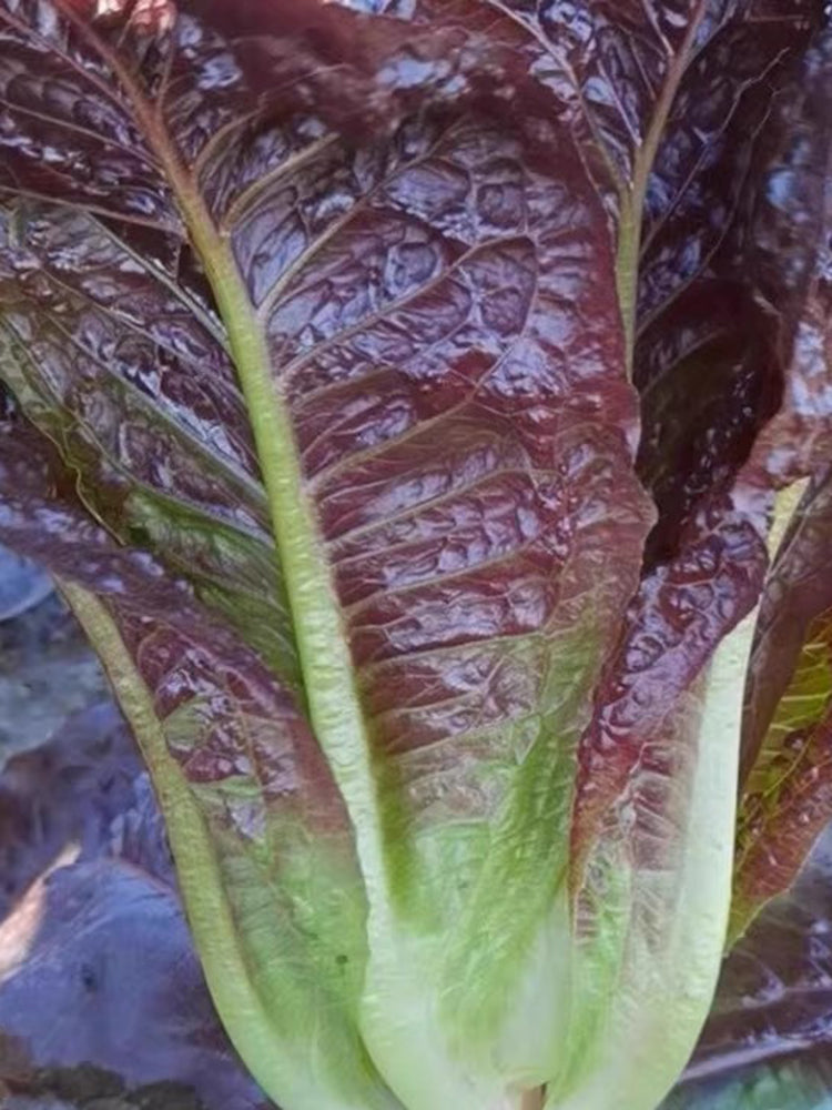 'Creamy Peacock' Lettuce