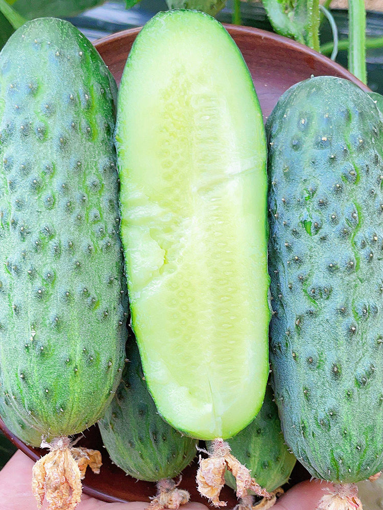 Russian Masha Fruit Cucumber