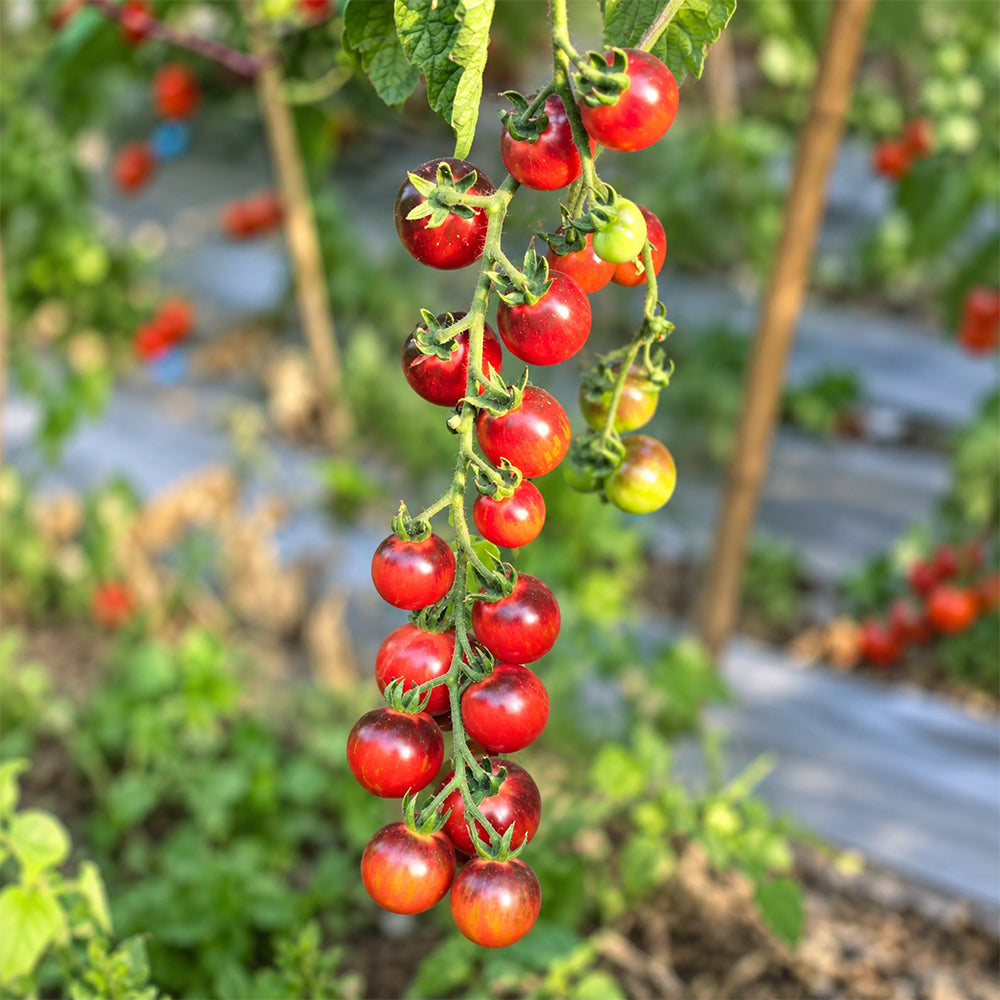 389 Black Strawberry Tomato