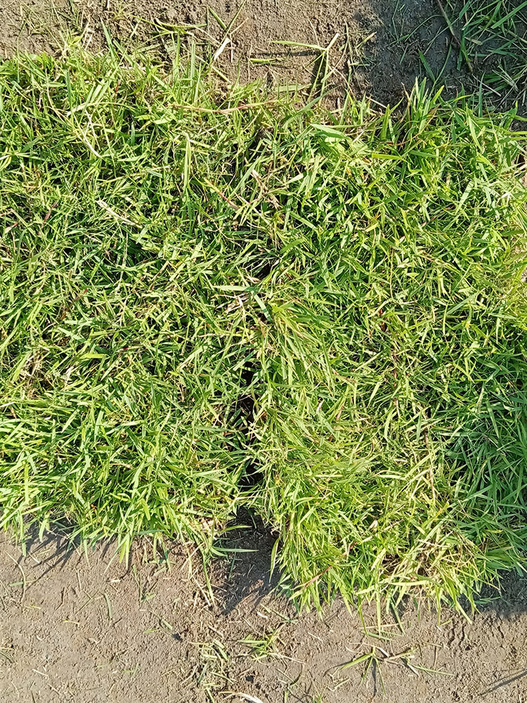 Chinese Zoysia Grass