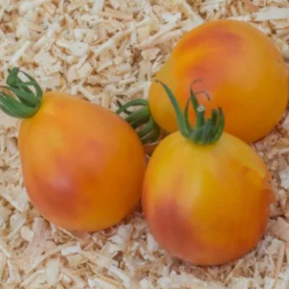 839 Piedmont Pear Tomato