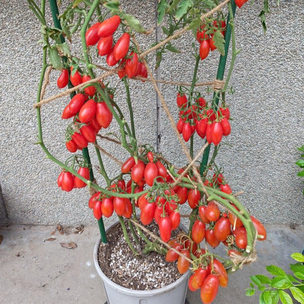 9 Salentino Tomato