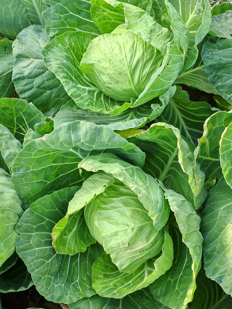 Fruit Cabbage