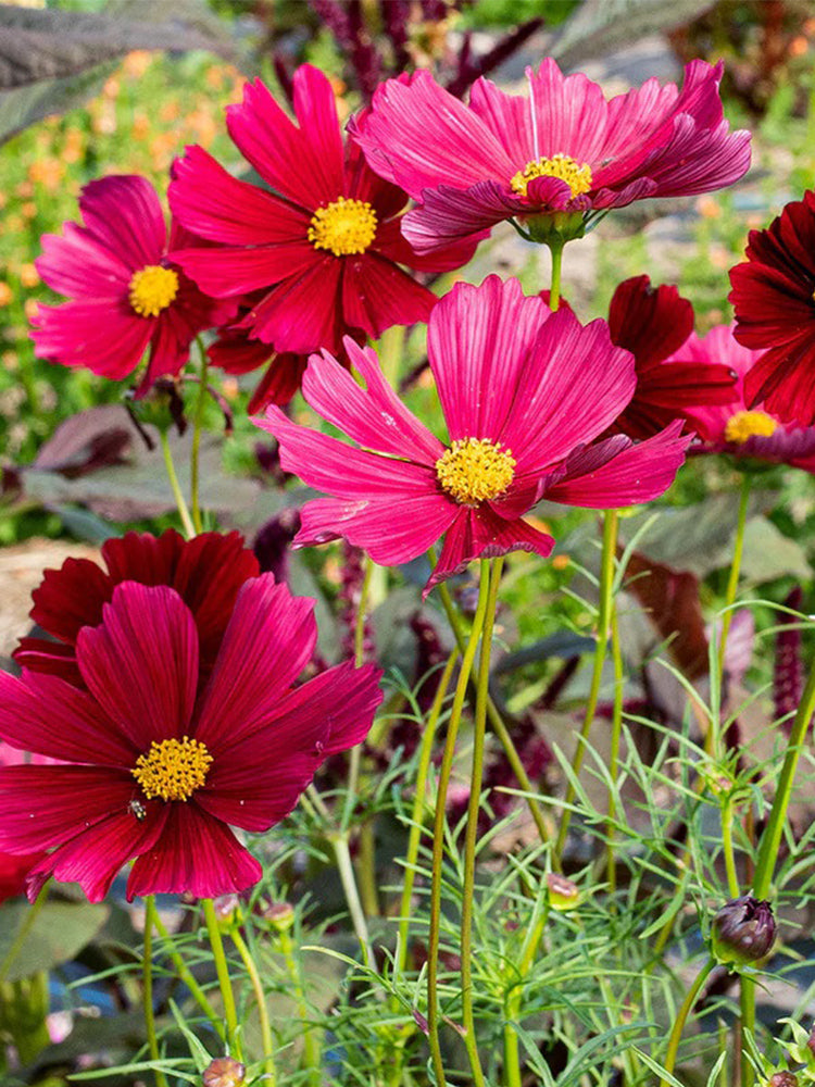 Evening Gown Red Cosmos