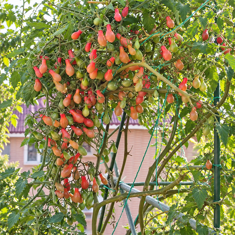 32 Elf's Tear F7 Tomato