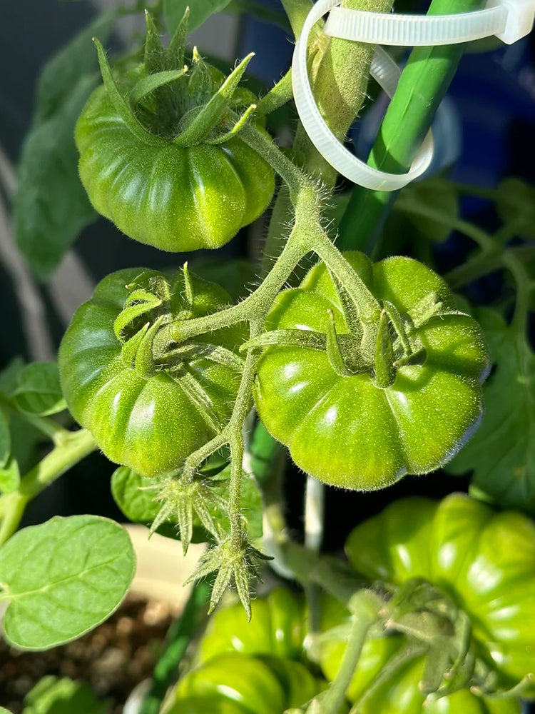Classic Beefsteak Tomato