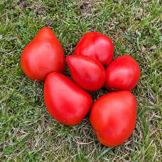 193 Momini Salzi (Maiden's Tears) Tomato