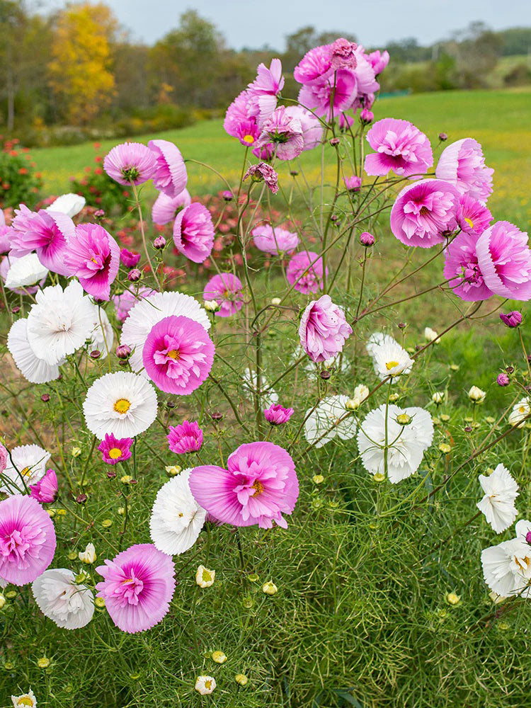 Hezhichun Cosmos bipinnatus 'Cupcakes'
