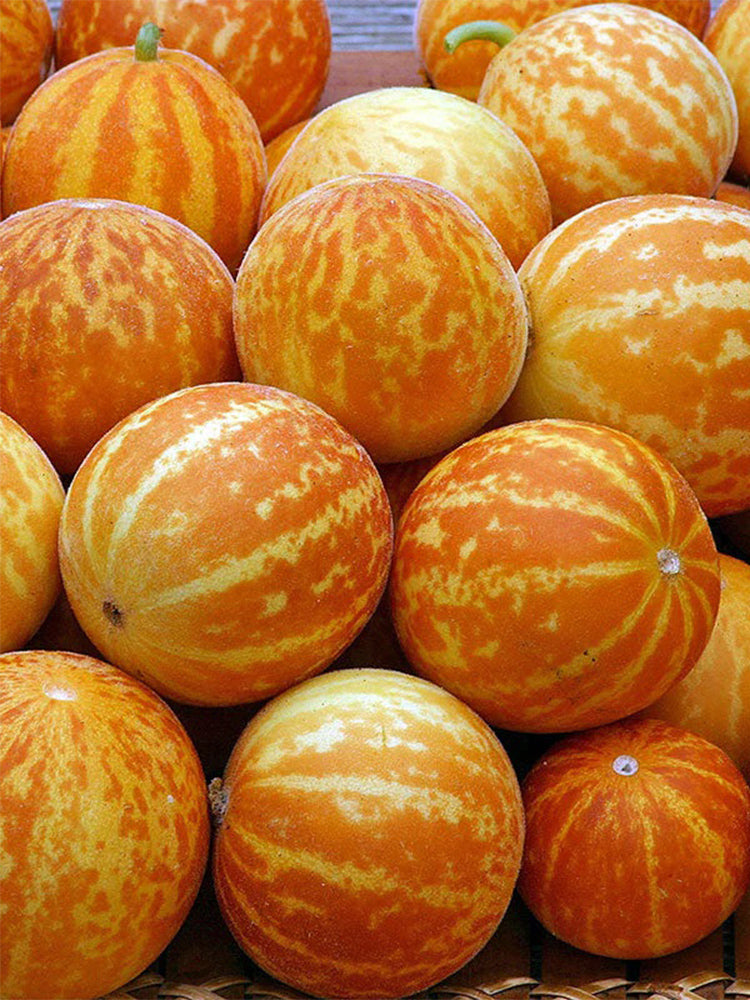 Queen Anne's Pocket Melon