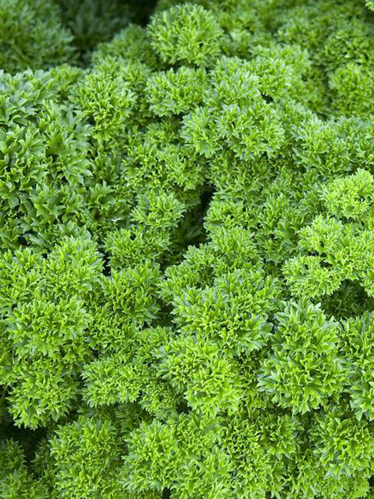 Curly Leaf Parsley