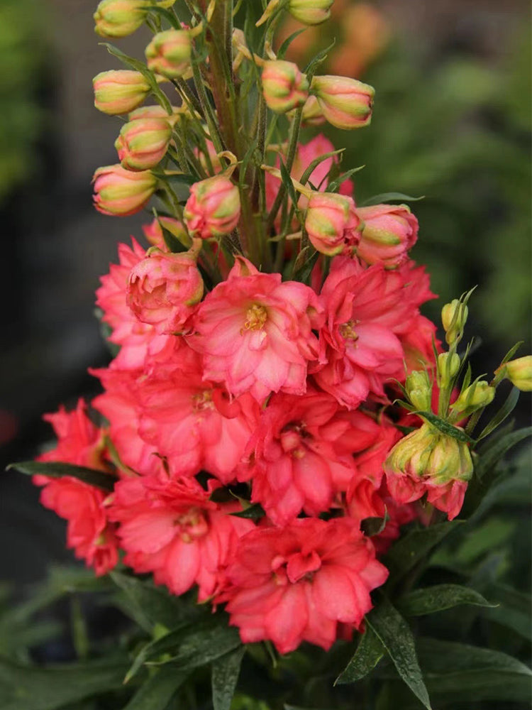 Red Rocket Larkspur