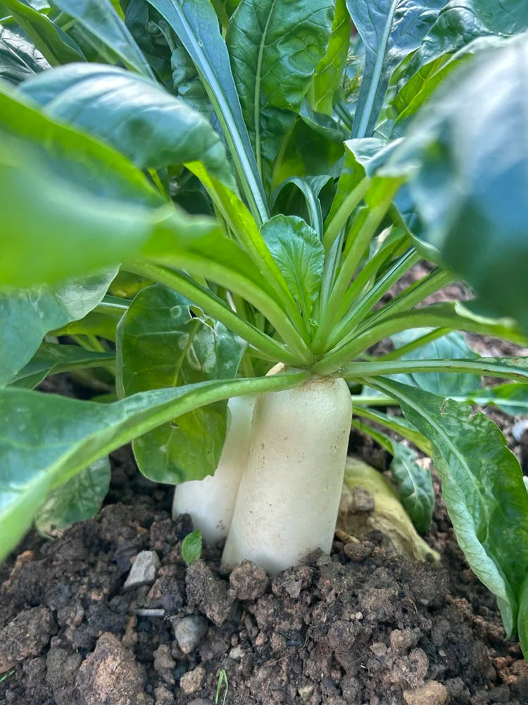 'Zao Luobo No. 13' White Radish