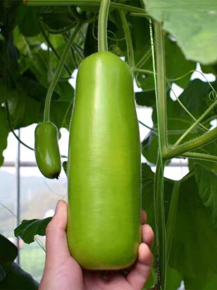 Guangpu 1701 Bottle Gourd
