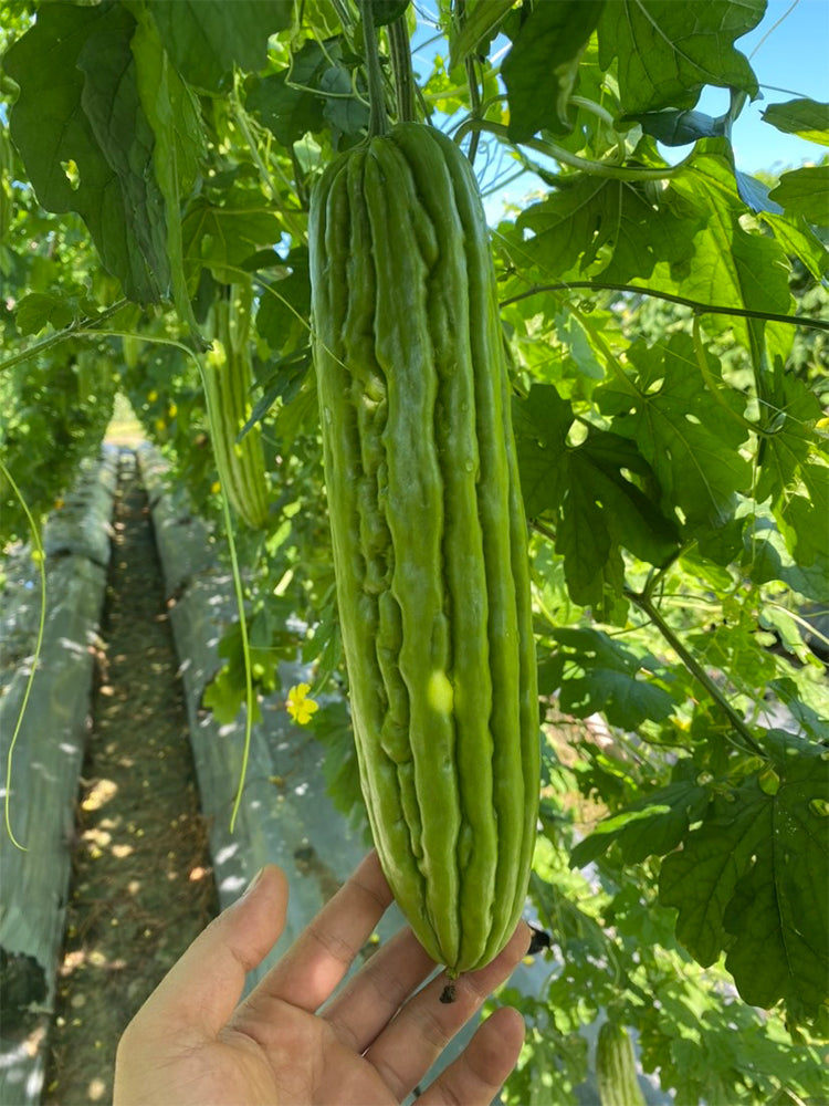 'Xinjinxiu No.12' Bitter Melon