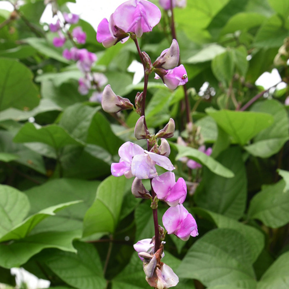 Dazzling Garden Additions: 5 Bags (10 Seeds / Bag) of Purple-Green Hyacinth Bean