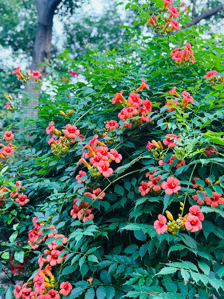 Chinese Trumpet Vine