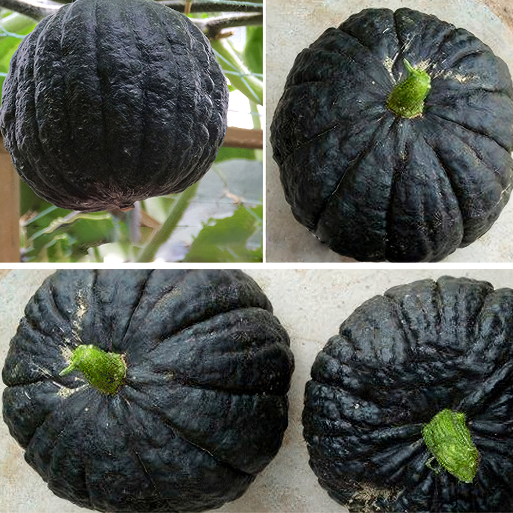 5 Bags (20 Seeds/Bag) of Japanese Black Pumpkin Seeds